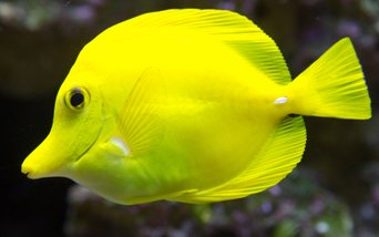 Meeresaquarium 2